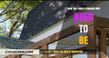 Chicken Run Heights: How Tall Is Enough?