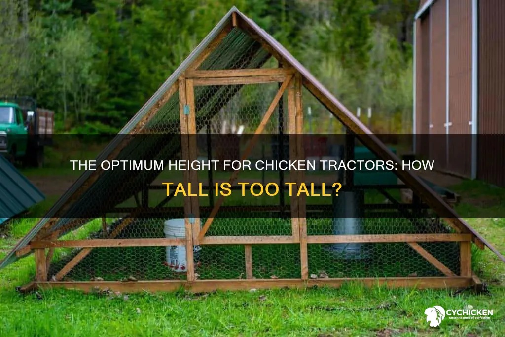 how tall does a chicken tractor need to be