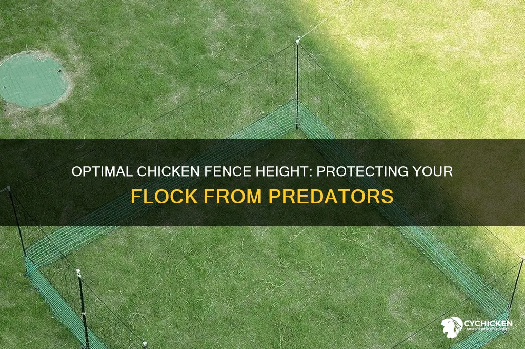 how tall does chicken fence need to be