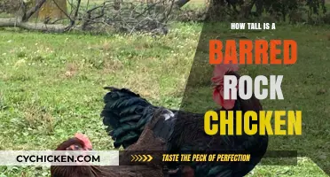 Discover the Average Height of a Barred Rock Chicken
