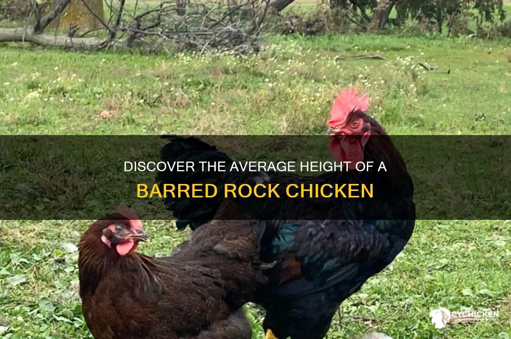 how tall is a barred rock chicken
