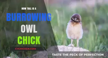 Burrowing Owl Chick Height: Unveiling the Tiny Feathered Wonder