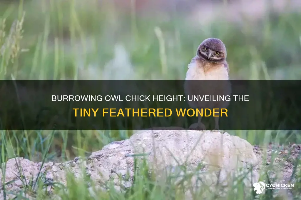 how tall is a burrowing owl chick