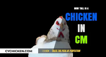 Average Chicken Height: Understanding Their Size in Centimeters