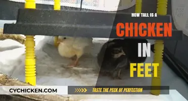 Average Chicken Height: How Tall Are Chickens in Feet?