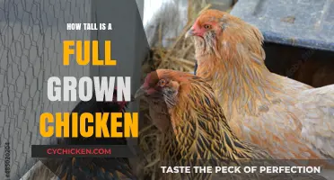 Discover the Surprising Height of a Fully Grown Chicken