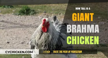 Giant Brahma Chicken Height: Unveiling the Impressive Stature of This Breed