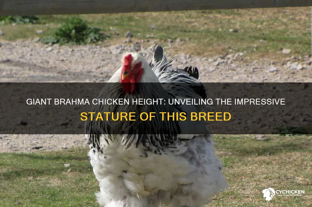how tall is a giant brahma chicken