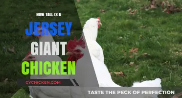 Jersey Giant Chicken Height: Unveiling the Towering Poultry Breed