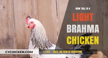 Light Brahma Chicken Height: A Comprehensive Guide to Their Size