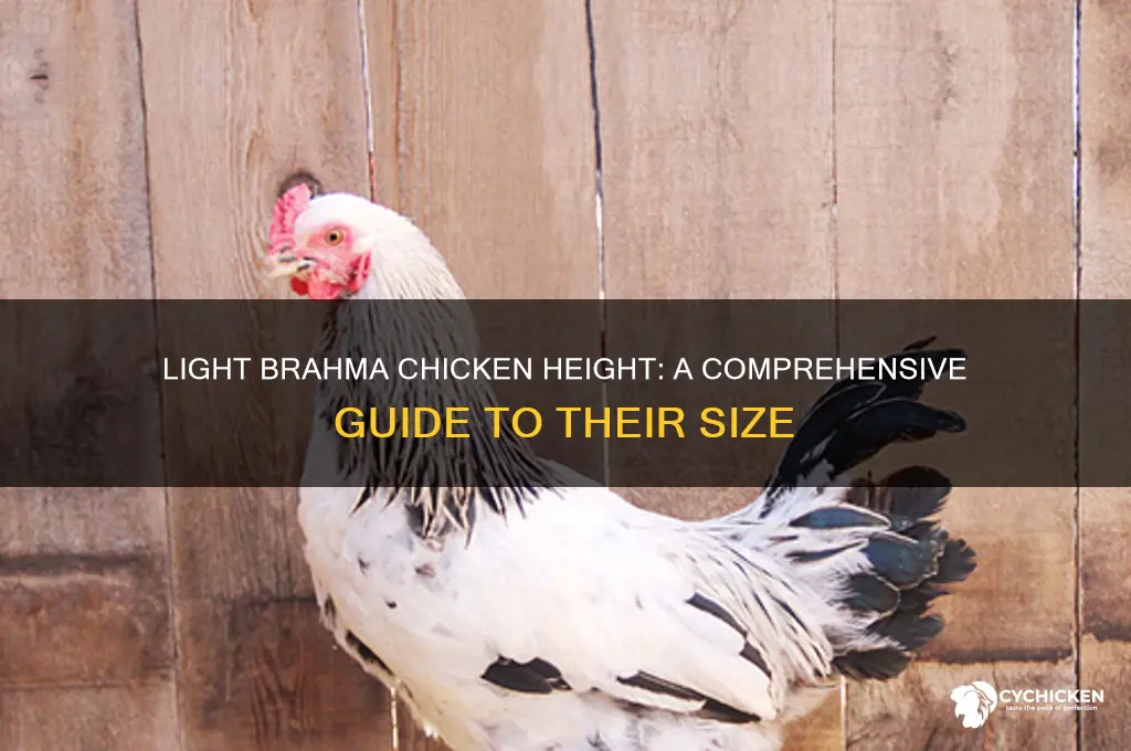 how tall is a light brahma chicken