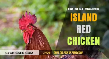 Rhode Island Reds: Height and Size Guide