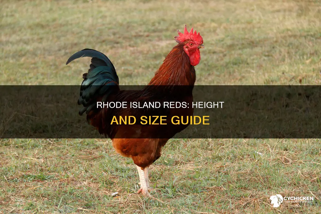 how tall is a typical rhode island red chicken