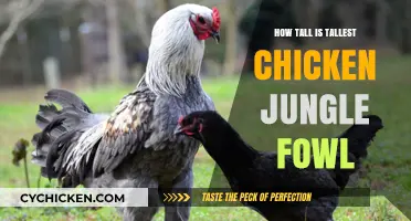 Exploring the Height of the Tallest Jungle Fowl Chicken Species