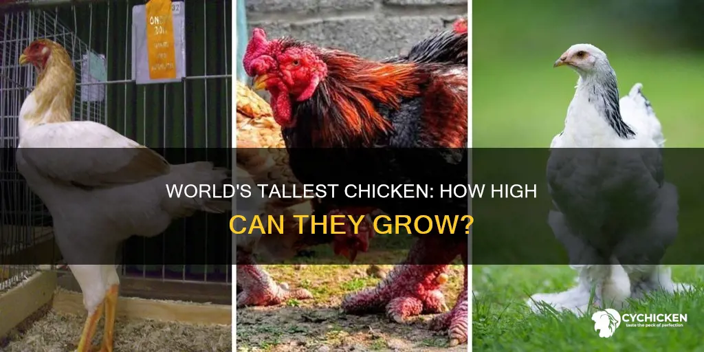 how tall is the biggest chicken in the world