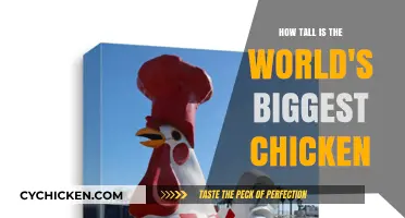 Giant Chicken: World's Tallest Clucks In at..