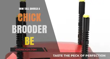 Optimal Chick Brooder Height: Ensuring Comfort and Safety for Baby Chicks