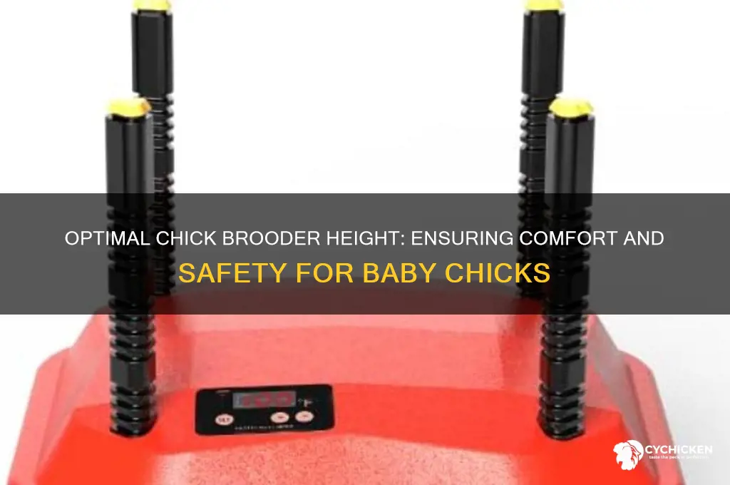 how tall should a chick brooder be