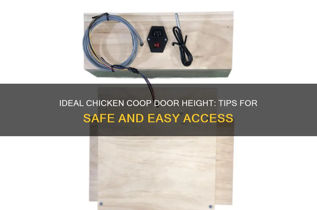 how tall should a chicken door be