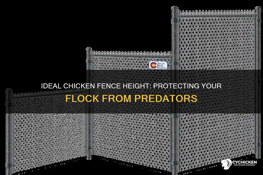 how tall should a chicken fence be