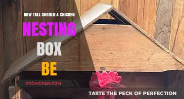 Chicken Nesting Box Height: Ideal Measurements for Happy Hens