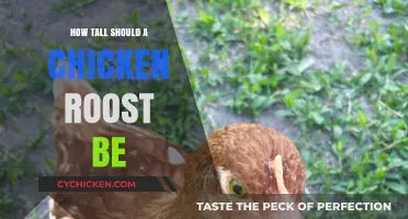 Ideal Chicken Roost Height: Comfort and Safety for Your Flock