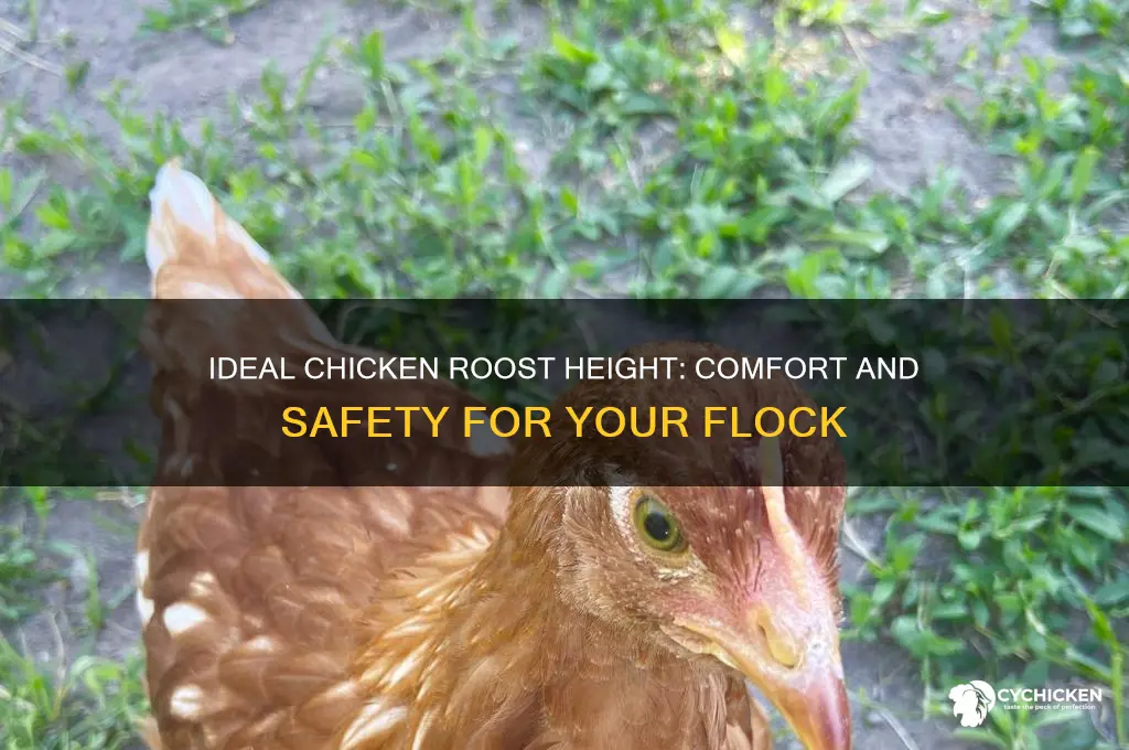 how tall should a chicken roost be