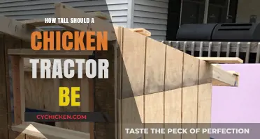 Ideal Chicken Tractor Height: Tips for Happy, Healthy Free-Range Birds
