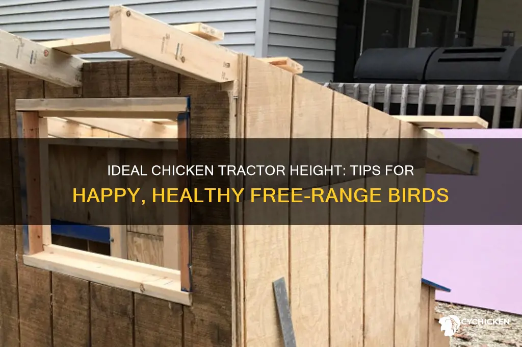 how tall should a chicken tractor be