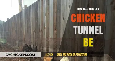 Ideal Chicken Tunnel Height: Tips for Safe and Comfortable Coop Access