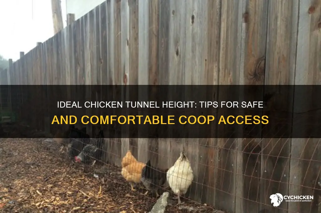 how tall should a chicken tunnel be