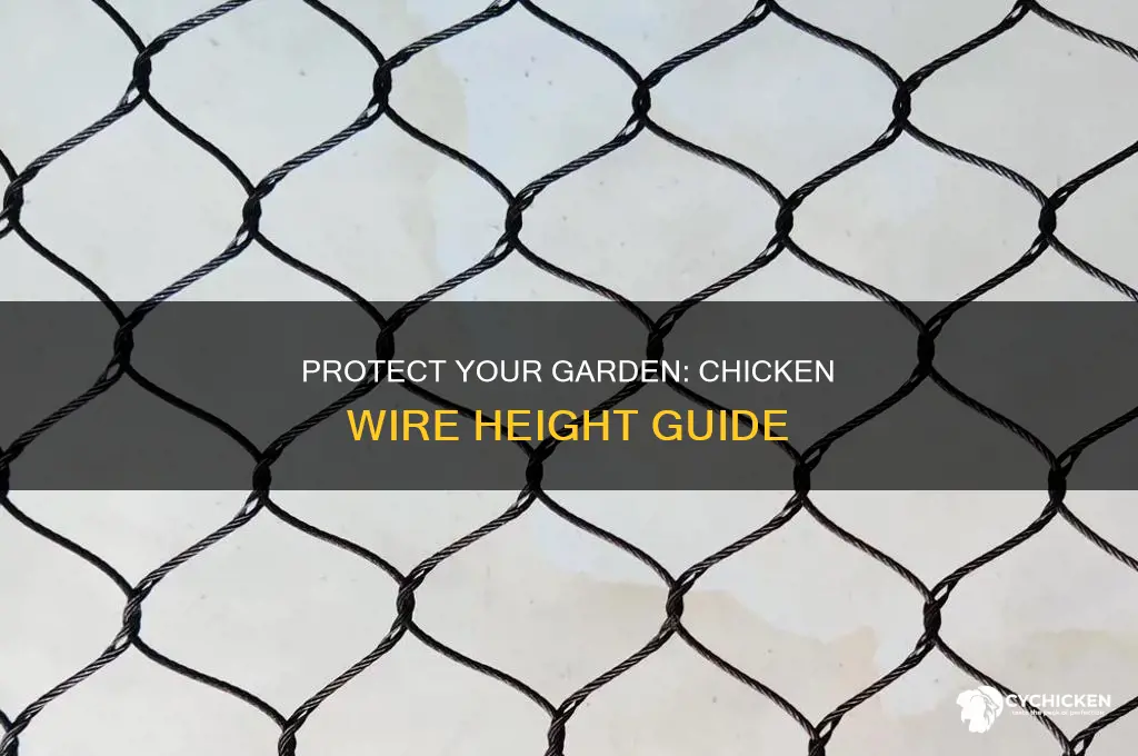 how tall should chicken wire around garden be