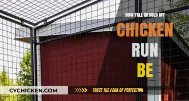 Ideal Chicken Run Height: Tips for a Safe and Happy Flock
