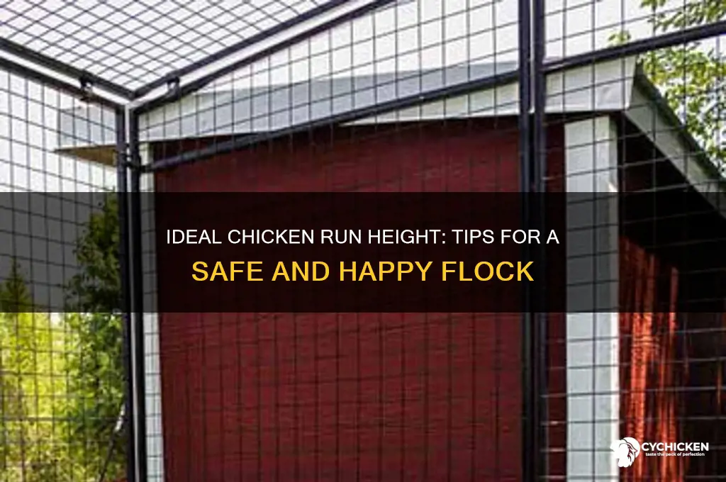 how tall should my chicken run be
