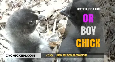 Identifying Chick Gender: What to Look For