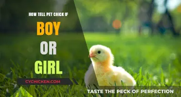 Sexing Your Chick: How to Tell If It's a Boy or Girl