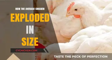 The Surprising Growth of Chickens: How They Exploded in Size