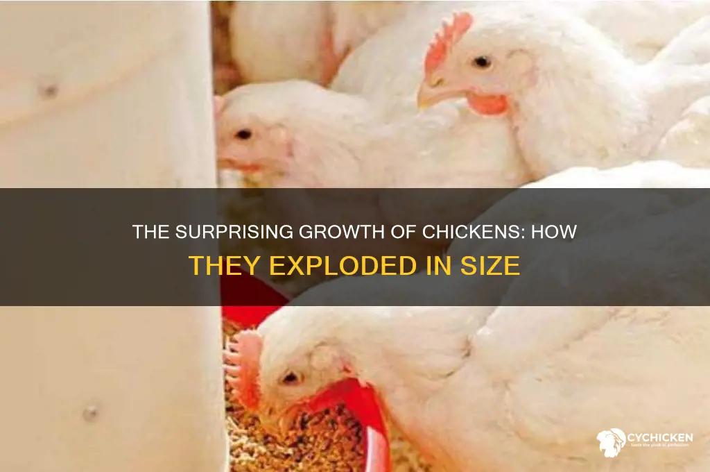 how the average chicken exploded in size