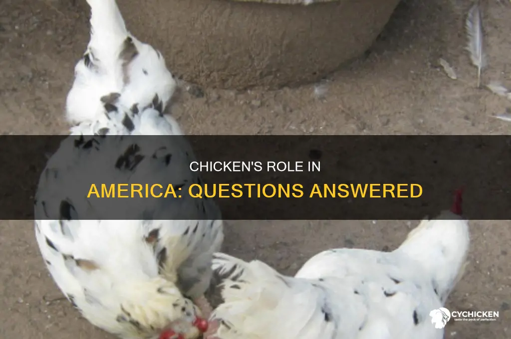 how the chicken built america questions and answers