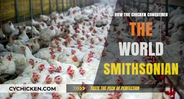 How the Chicken Conquered the World: Smithsonian Explores Poultry's Global Rise
