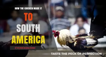 Chicken Migration: South America's Fowl History