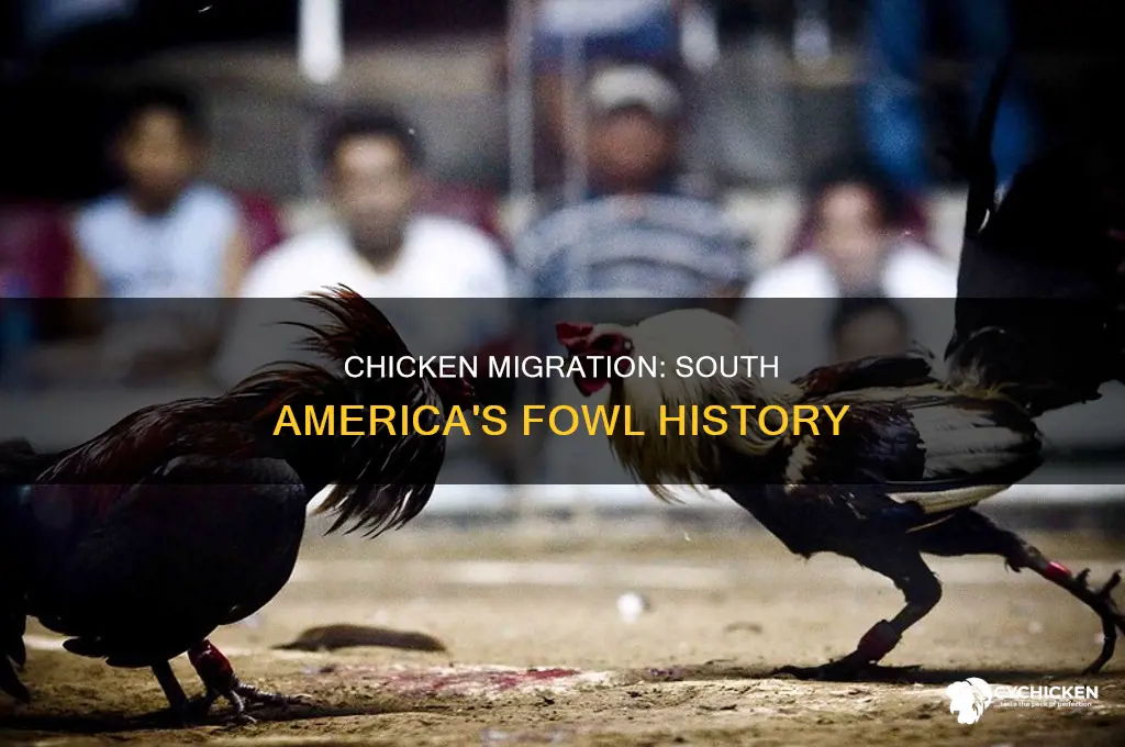 how the chicken made it to south america