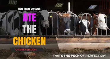 Cows' Unexpected Feast: The Day 20 Cows Ate the Chicken