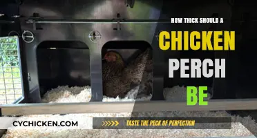 Choosing the Right Chicken Perch Thickness for Happy, Healthy Birds