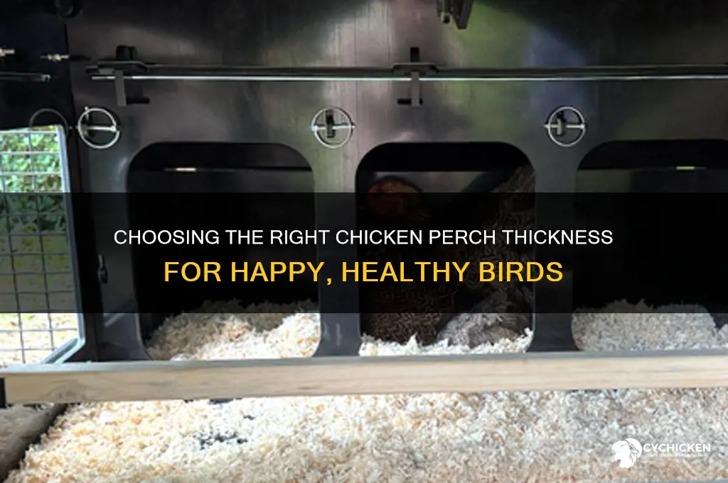 how thick should a chicken perch be