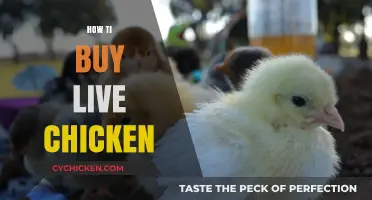 A Beginner's Guide to Buying Live Chickens: Tips and Essentials