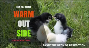 Keeping Baby Chicks Cozy: Outdoor Warmth Tips for Happy Flocks