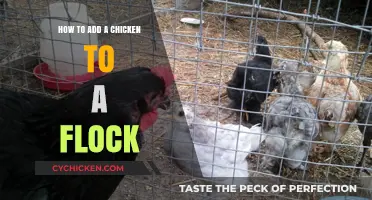 Introducing New Chickens: Tips for a Peaceful Flock