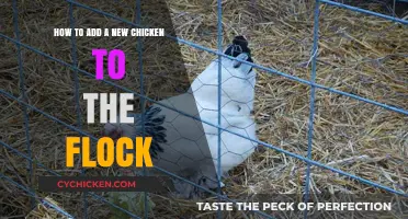 Introducing New Chickens to Your Flock: A Step-by-Step Guide