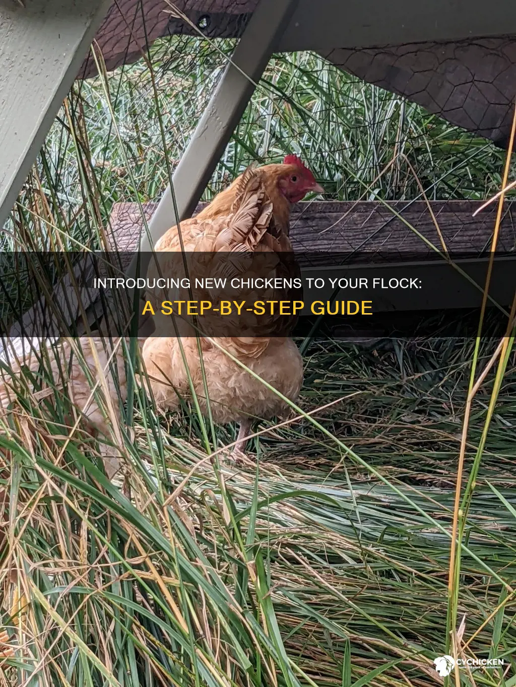 how to add a new chicken to the flock